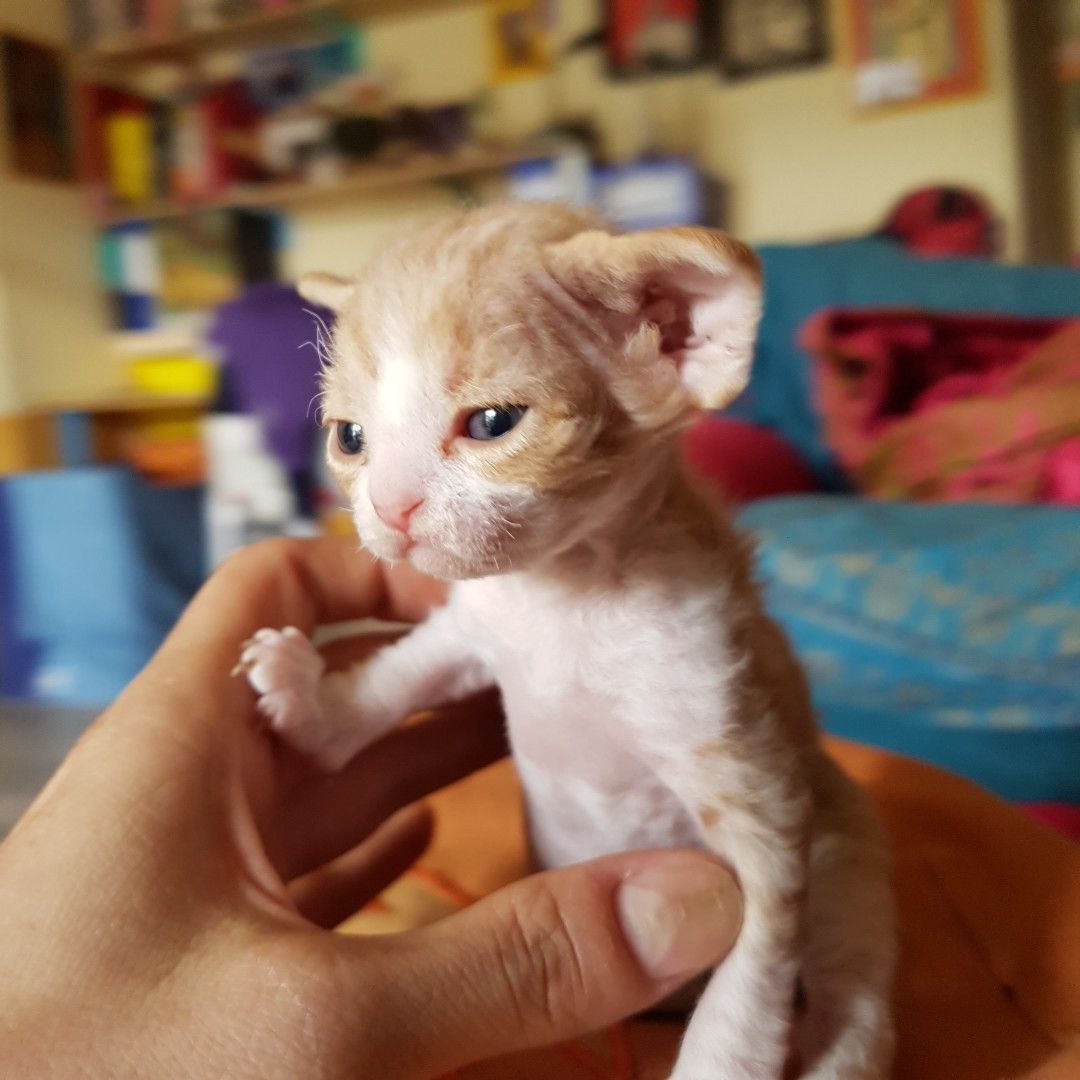 devon rex cats available