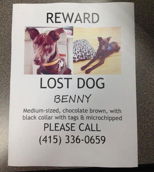 missing dog flyer template
