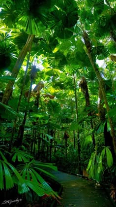 Outside seashore signs and symptoms plant with r