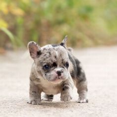 baby teacup french bulldog white, baby teacup french bulldog breeders near me, baby teacup french bulldog cost
