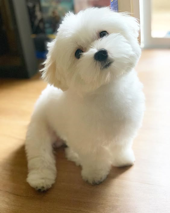 Maltipoo puppies for sale in ga, Maltipoo puppies for sale in savannah ga, Maltipoo puppies for sale in Georgia and South Carolina