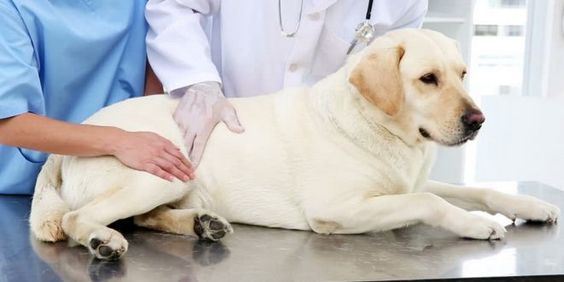 Dog Herniated Disk Surgery Cost