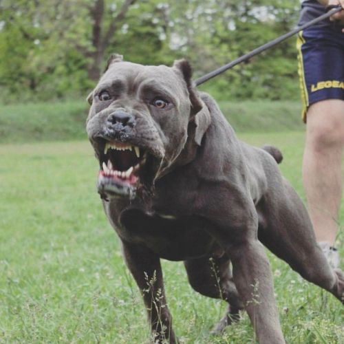 Tampa dog bite attorneys, Tampa dog bite laws, should i get a lawyer for a dog bite