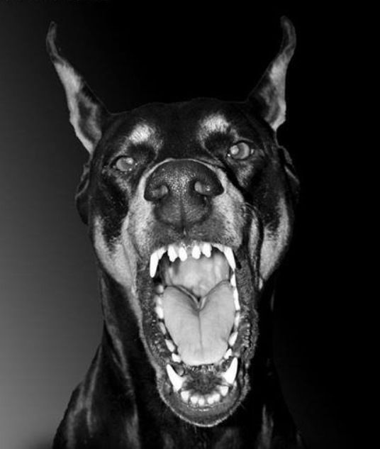 Tampa dog bite attorneys, Tampa dog bite laws, Tampa dog bite attorney