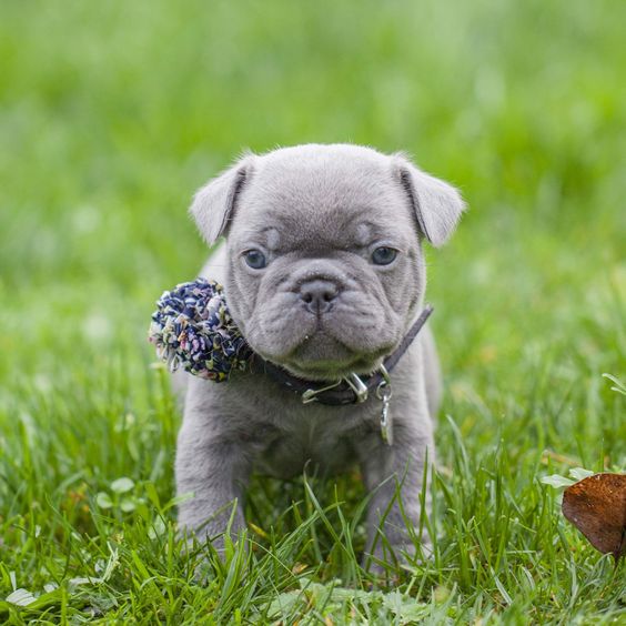 baby teacup french bulldog lilac, baby teacup french bulldog breeders, baby teacup french bulldog full grown