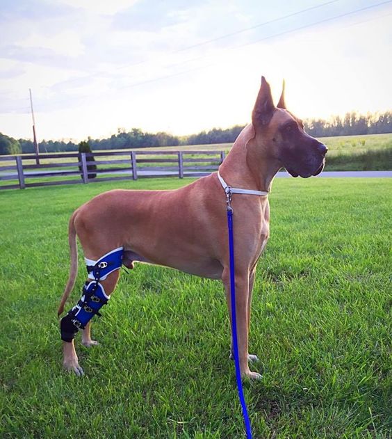 CCL and Dog ACL Surgery Cost