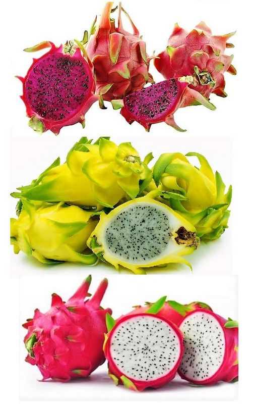 pitaya colombia Gastronomía Colombiana