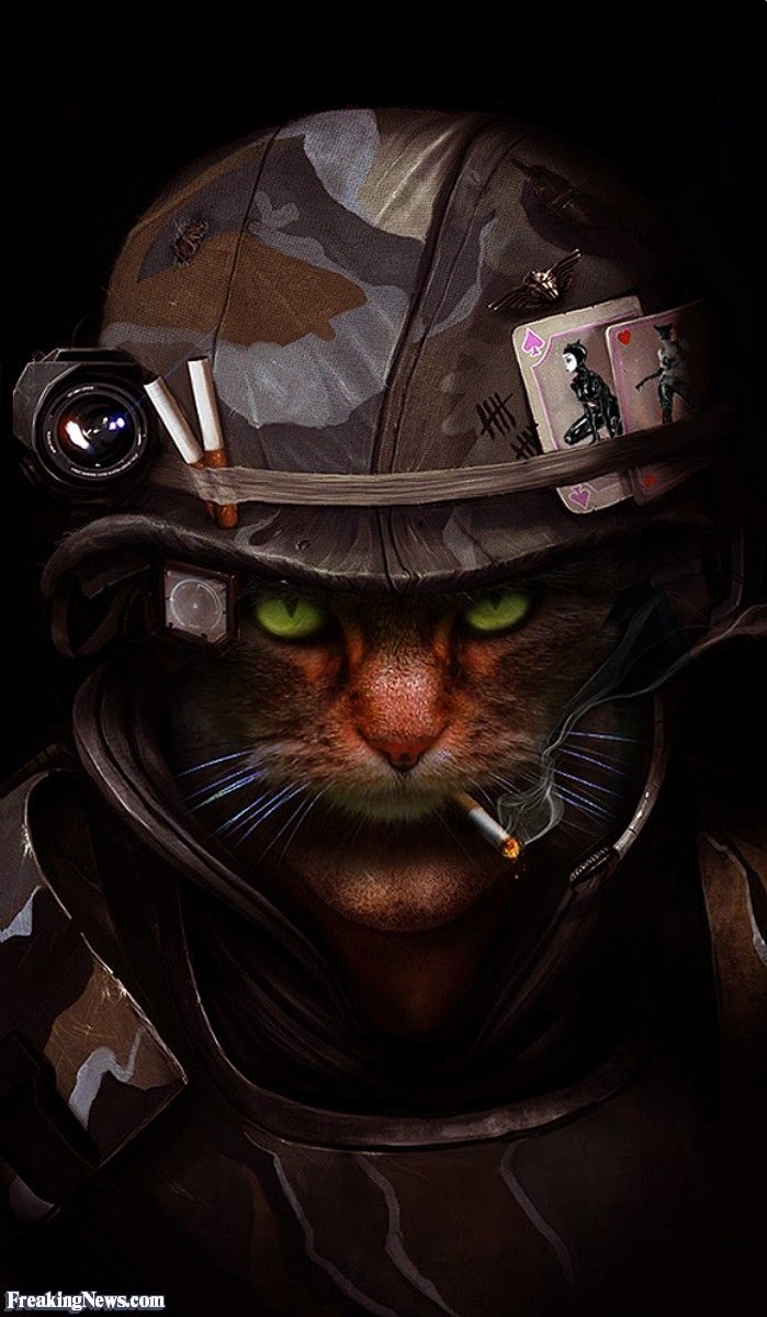 Котенок в военной форме