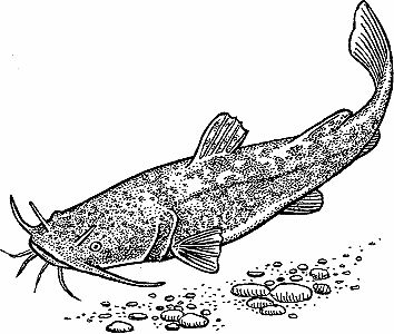 flathead catfish drawings