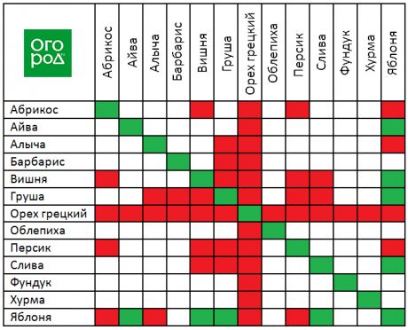 Совместимость сажать рядом огород Совместимость сажать рядом огород