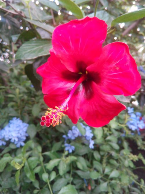 HibiscusGumamelaInThePhilippinesFlowersHibiscus HibiscusGumamelaInThePhilippinesFlowersHibiscus