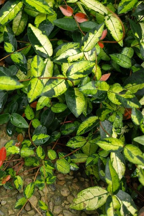 Watch How to Grow Jasmine video Watch How to Grow Jasmine video