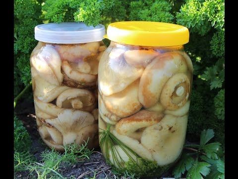 Засолка груздей в домашних условиях рецепт с фото Засолка груздей в домашних условиях рецепт с фото