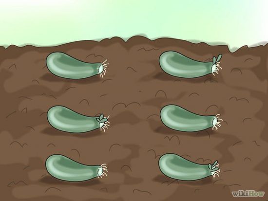 Free Plants for Your Garden! • The Garden Glove