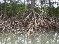 A función de relación nas plantas Hidrotropismo #plants #world #life... | Bioma, Raiz de arbol, Manglares
