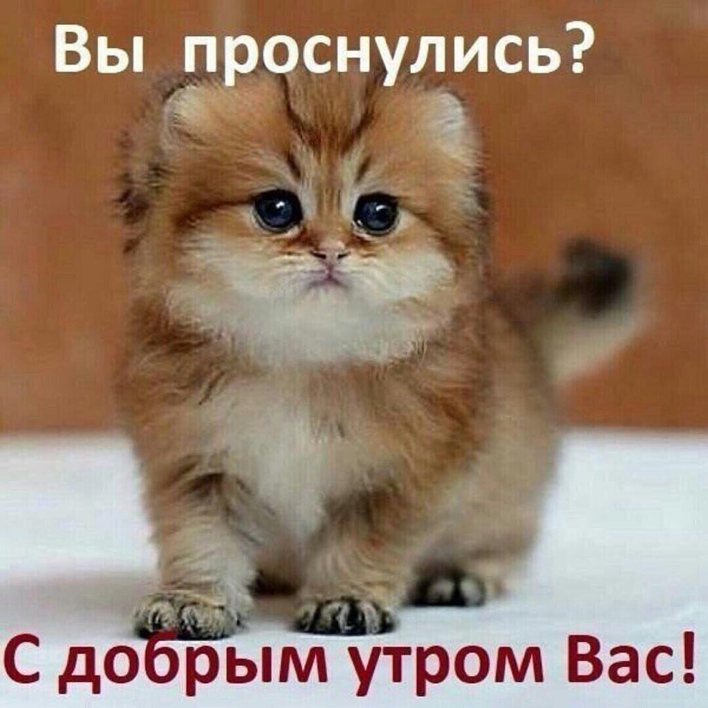 Доброе утро с котенком картинки