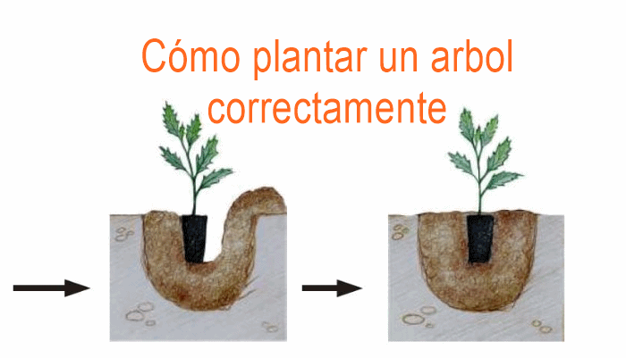 Cómo plantar un árbol correctamente - InfoAgronomo | Arboles planta, Plantar, Arboles