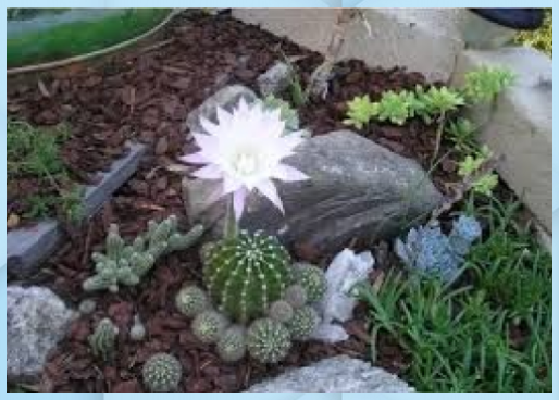 giardini piccoli idee - Cerca con Google | Giardino Roccioso