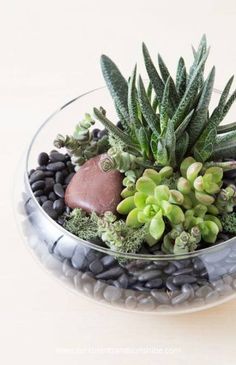 22+ Trendy succulent bowl cactus