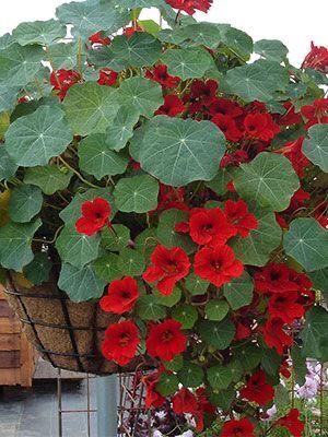 Empress of India Nasturtium (Tropaeolum majus)