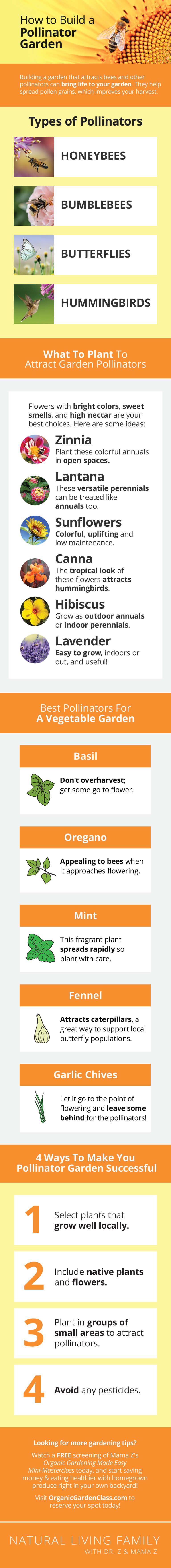 Learning how to build a pollinator garden that brings in plenty of bees, butterf...