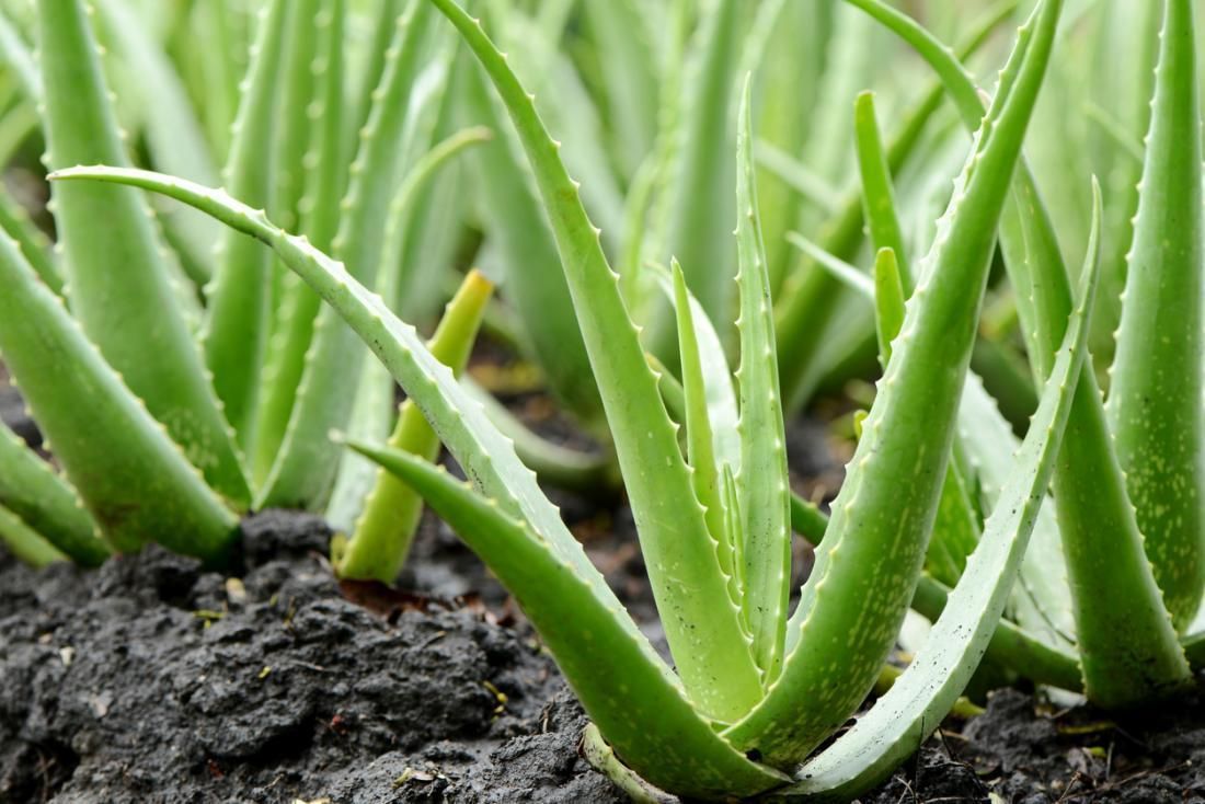 Best Pots For Aloe Vera Plants