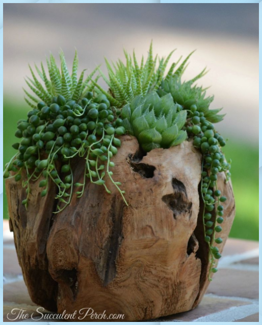Indoor Succulent Arrangement – The Succulent Perch | Giardino Roccioso