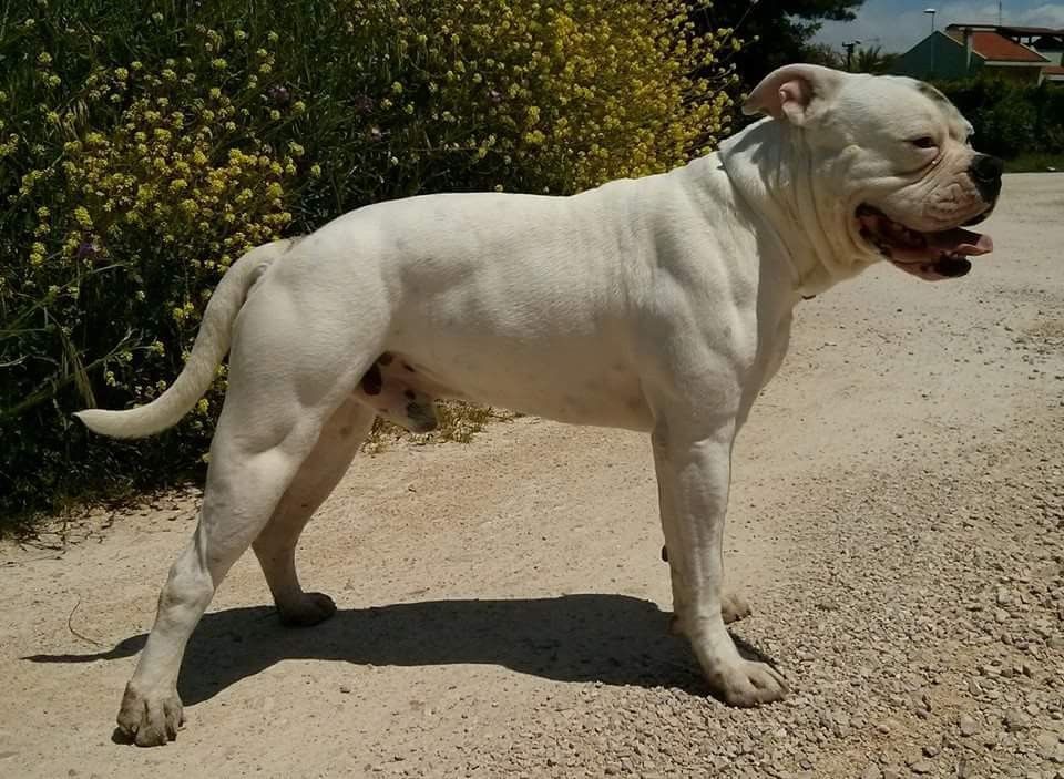 Lp S Sonny Of Massimo American Bulldog Bulldog Animals