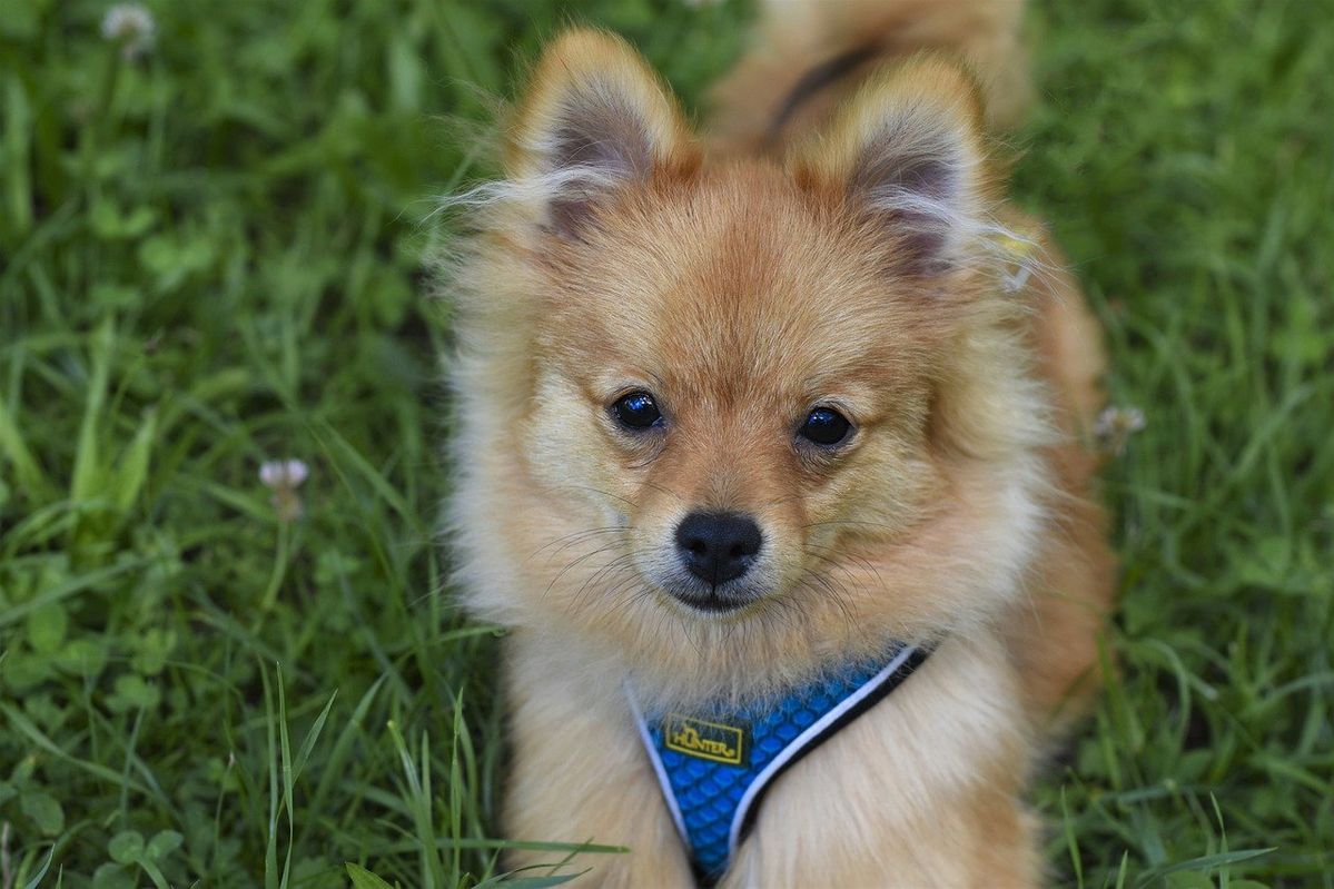 pineranian dog (pineraniandog) - Profile | Pinterest