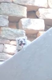 Say it again, brother. #funny #scream #lol #highpitch #rodent #cute #loud Say it again, brother. #funny #scream #lol #highpitch #rodent #cute #loud