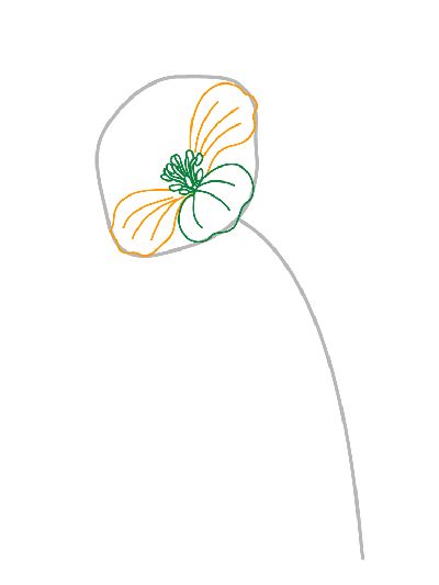 How To Draw Agrostema step 7 How To Draw Agrostema step 7 Draw, Flower
