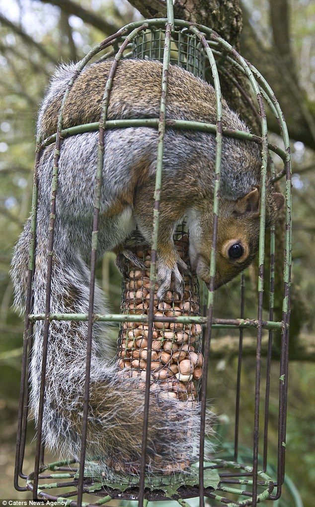 Squirrel Gets Nuts Stuck In Bird Feeder Squirrel Balls Stuck In Bird Feeder
