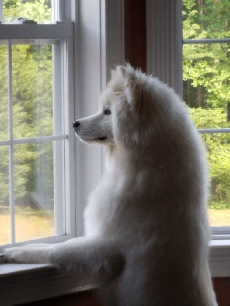 Wooly Siberian Husky Koda Just Watching The Neighbors Wooly