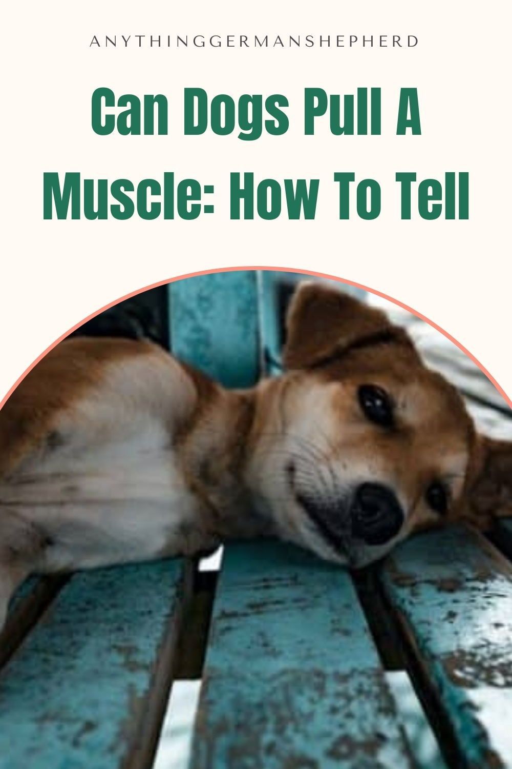 Can Dogs Strain Muscles Can Dogs Strain Muscles
