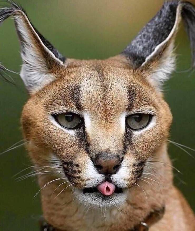 40 Fun Pics To Ensure Your Total Distraction 40 Fun Pics To Ensure Your Total Distraction
