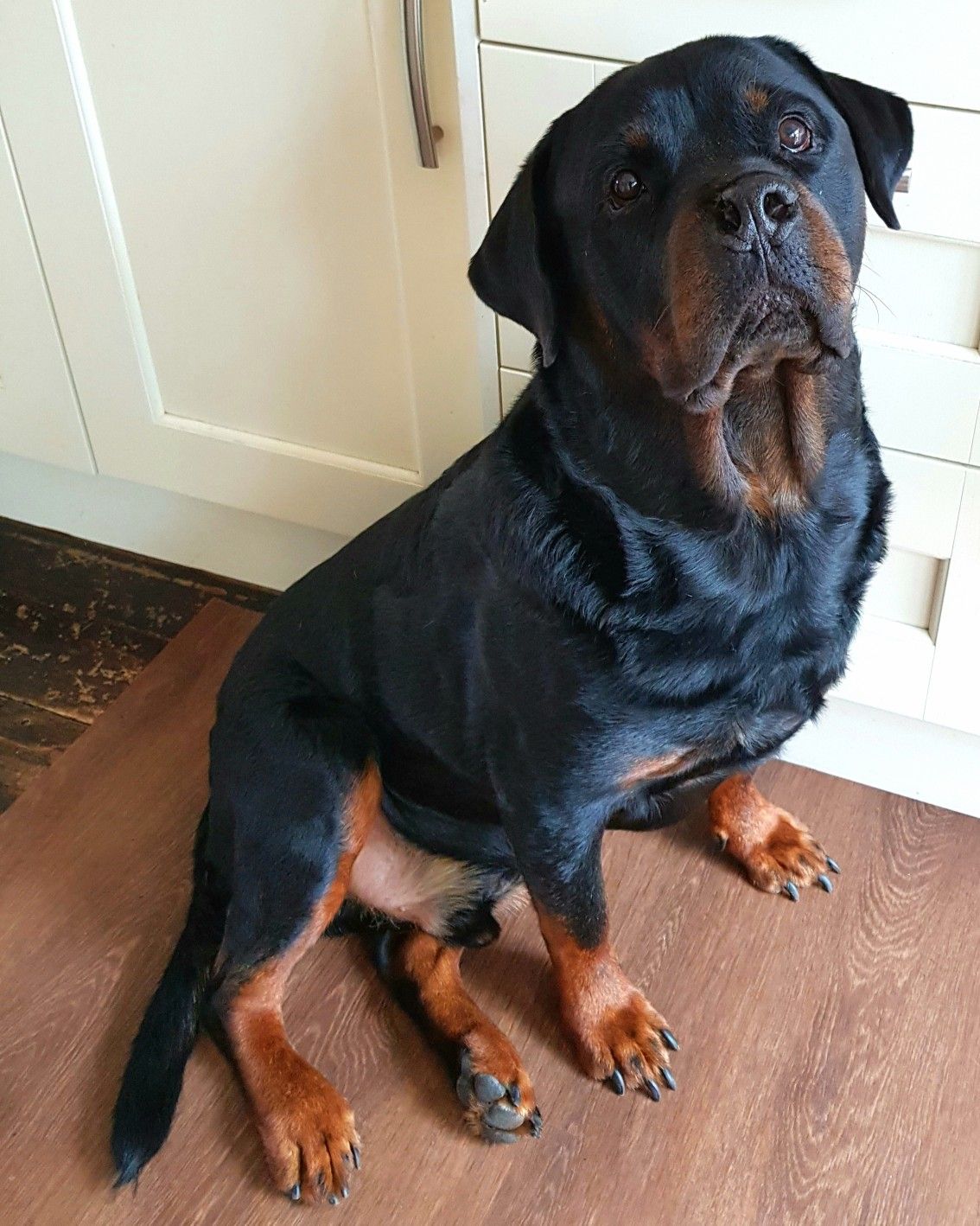 Rox The Sweetest Rottie In The World Rottweiler Rottweiler