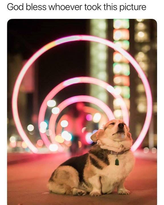 Angel bean! #doggo #Dog Angel bean! #doggo #Dog
