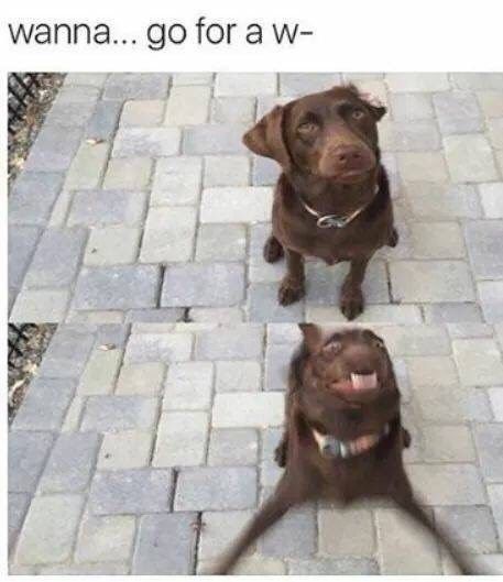 We love dogs and we also love memes, sooo why not combine them? #Dogs #DogMemes Memes #Animals We love dogs and we also love memes, sooo why not combine them? #Dogs #DogMemes Memes #Animals