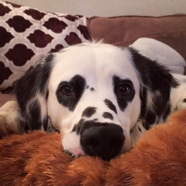 This dalmatian has heart-shaped spots on his eyes This dalmatian has heart-shaped spots on his eyes