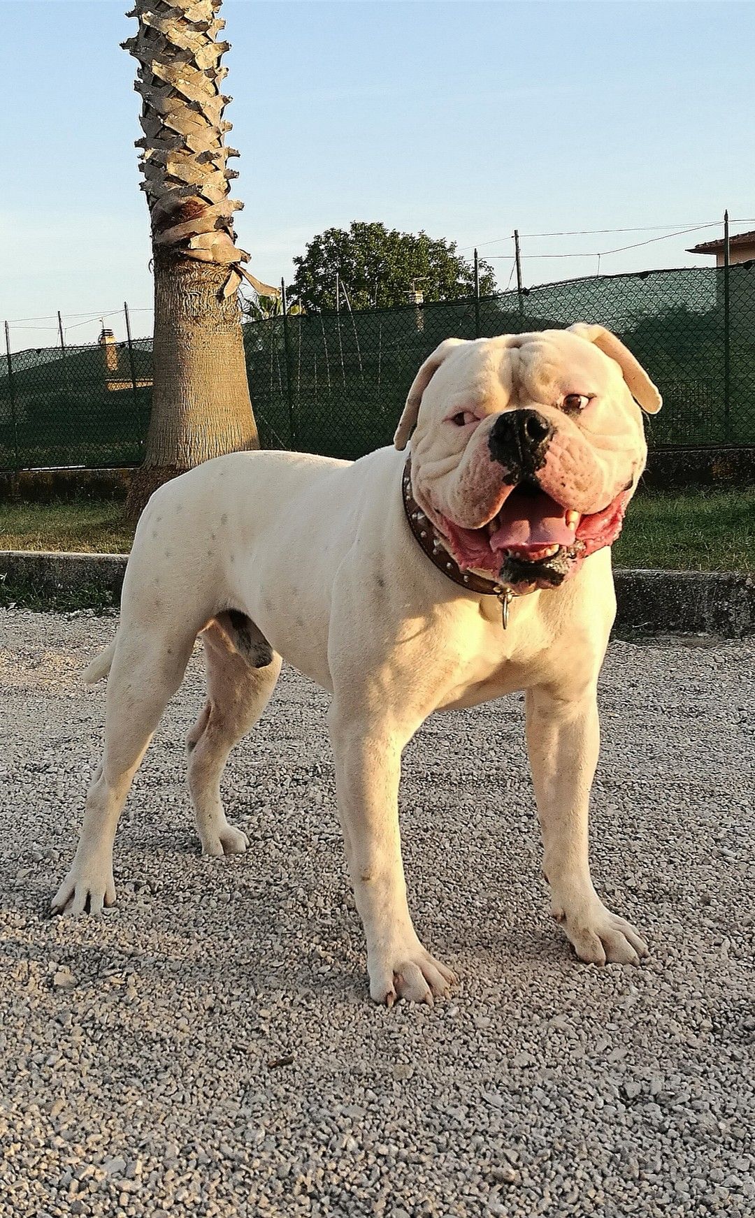 American Bulldog Lp S Sem 100 My Dog My Production American