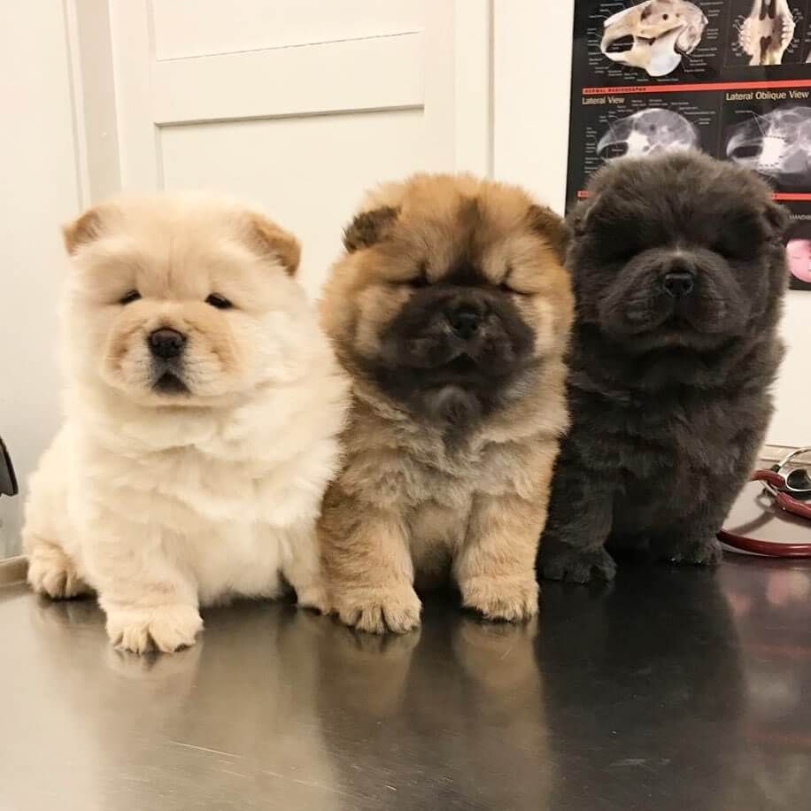 Newborn Chow Puppies newborn-chow-puppies