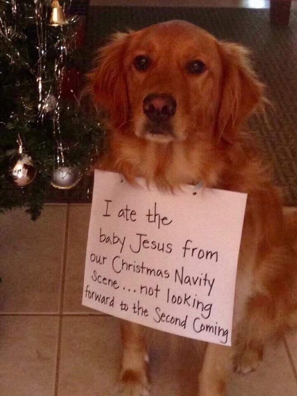 We’ve got the memes for the boredom that plagues your mind! #Memes #Dogs #Entertainment We’ve got the memes for the boredom that plagues your mind! #Memes #Dogs #Entertainment