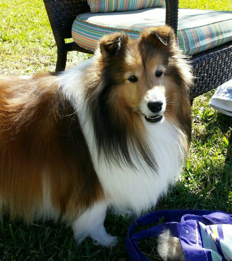 My Precious Cody Sheltie Shetland