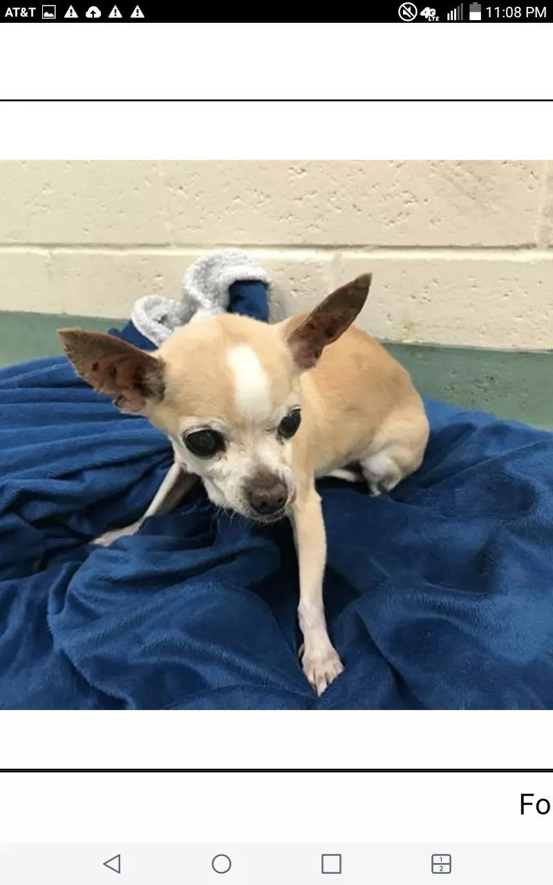6 1 19 High Kill Senior Alert A314339 Kassler Tan White