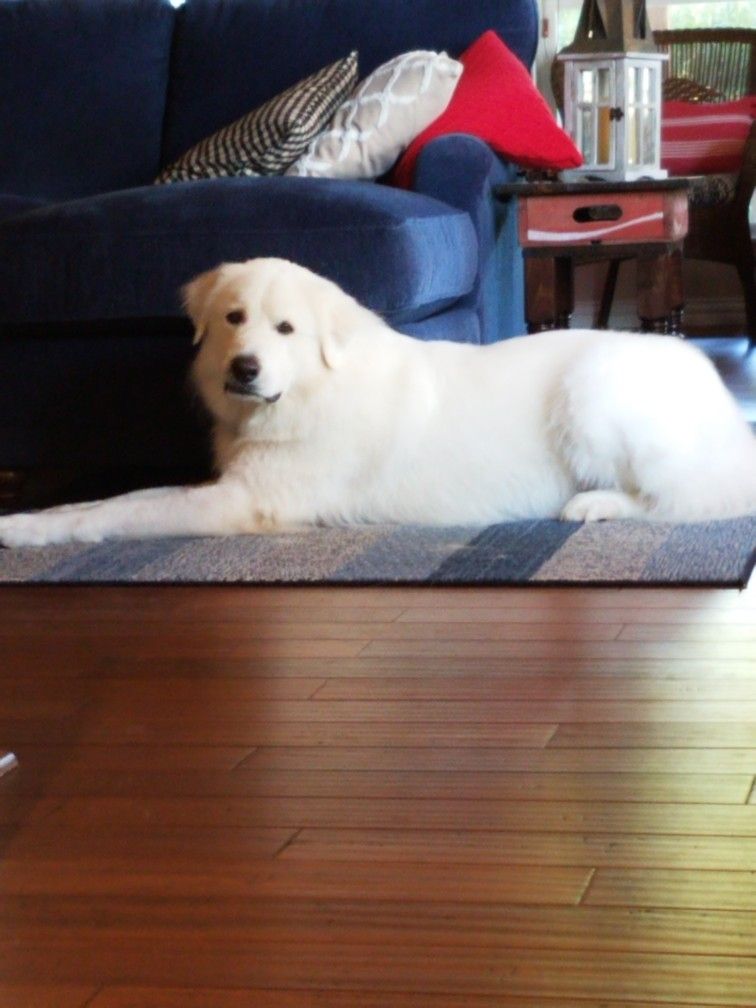 Finn The Great Pyrenees Puppies Great Pyrenees Dogs