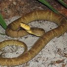 Wordless Wednesday Baby Snake In My Garden Baby Snakes Snake Garden Snakes
