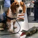 Pin By Sean E On Service Beagles Beagle Dogs
