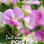 Kommentera se desinscrire de casual dating