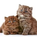 Stephanie Lintner (lintner1170) auf Pinterest Stephanie Lintner (lintner1170) auf Pinterest