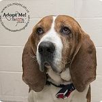 Beau Is An Adoptable Senior Basset Hound With Bags Basset Rescue